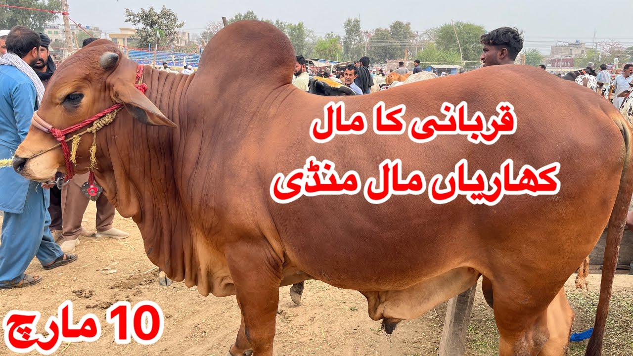 Kharian Mandi Rates