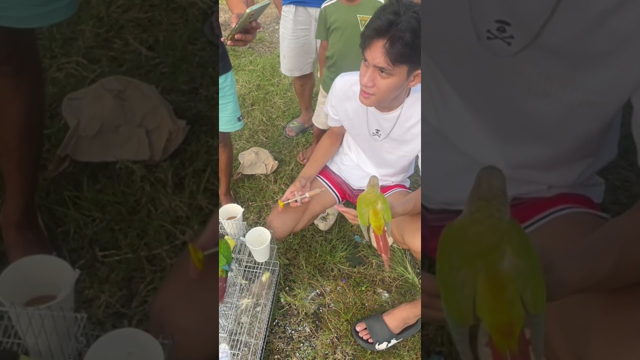 Parrot Tricks | Green Cheek Conure | Bird Show  #freeflight #viralvideo #viral #viralshorts