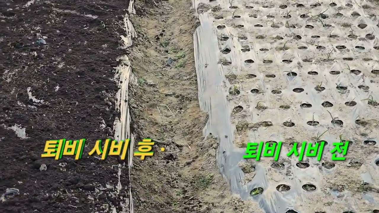 마늘 양파//부직포 제거 후 퇴비 시비