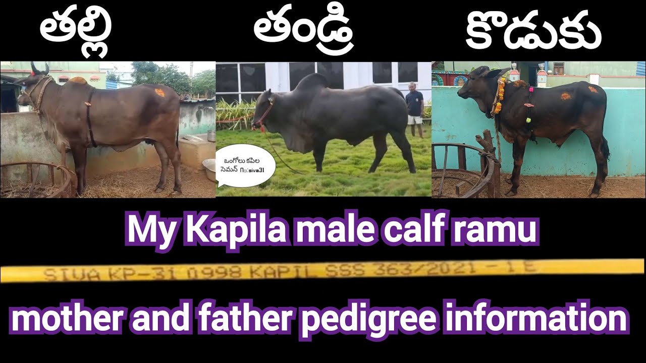 My kapila male calf ramu mother and father pedigree information..!