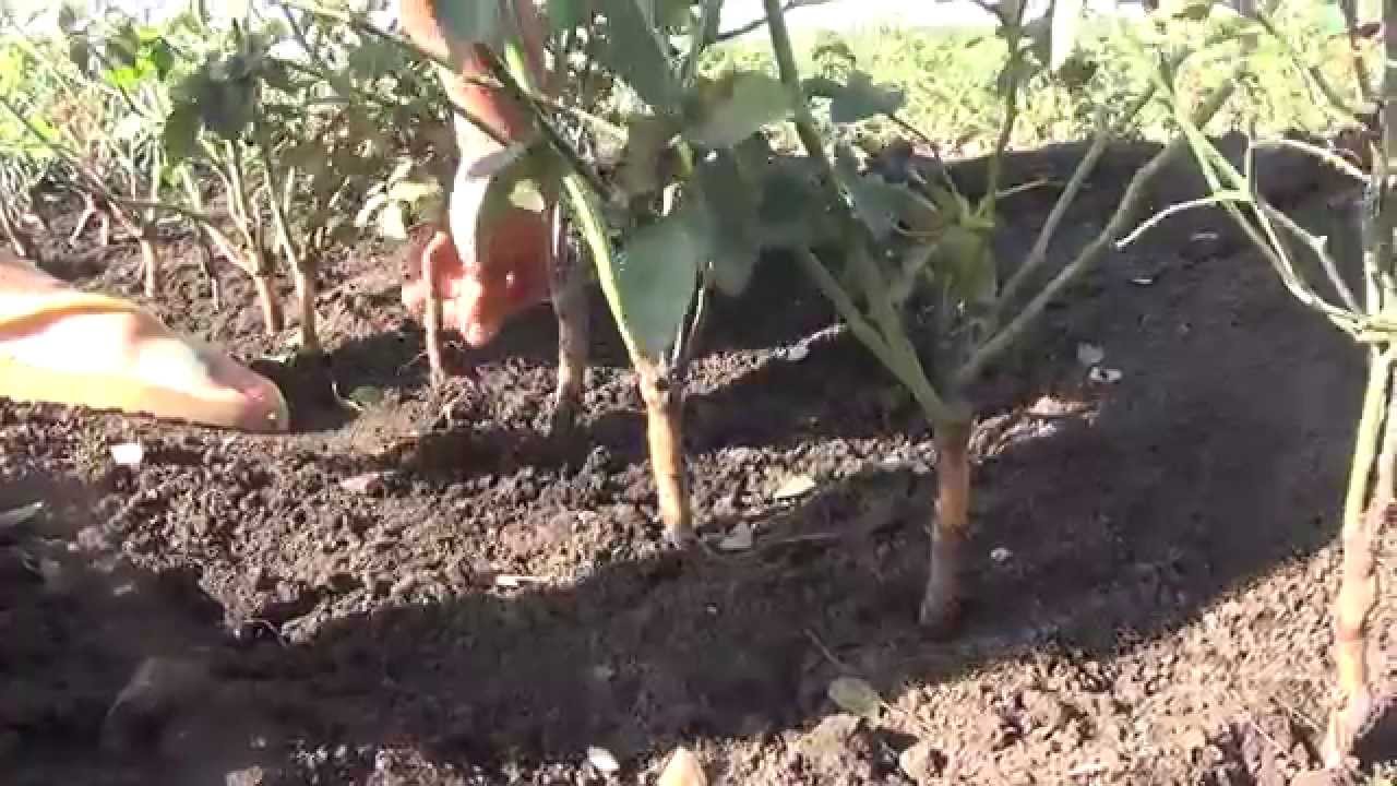 🌹Как Прививать (Окулировать) Розы. Grafting roses.