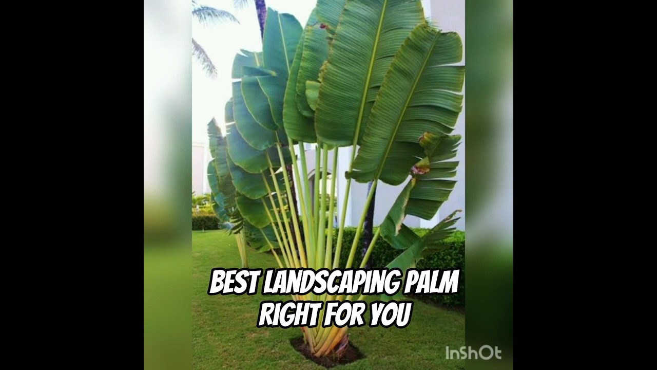 here's some of the best💚 landscaping palm trees for you ✨#landscape #plants #greenscreen #aesthetic