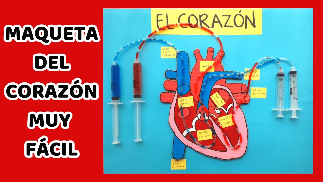 COMO HACER UNA MAQUETA DEL CORAZÓN CON MOVIMIENTO
