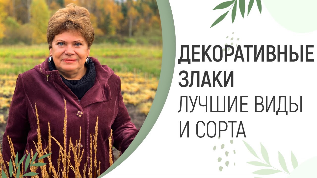 ДЕКОРАТИВНЫЕ ЗЛАКИ(ТРАВЫ) | ЛУЧШИЕ ВИДЫ И СОРТА