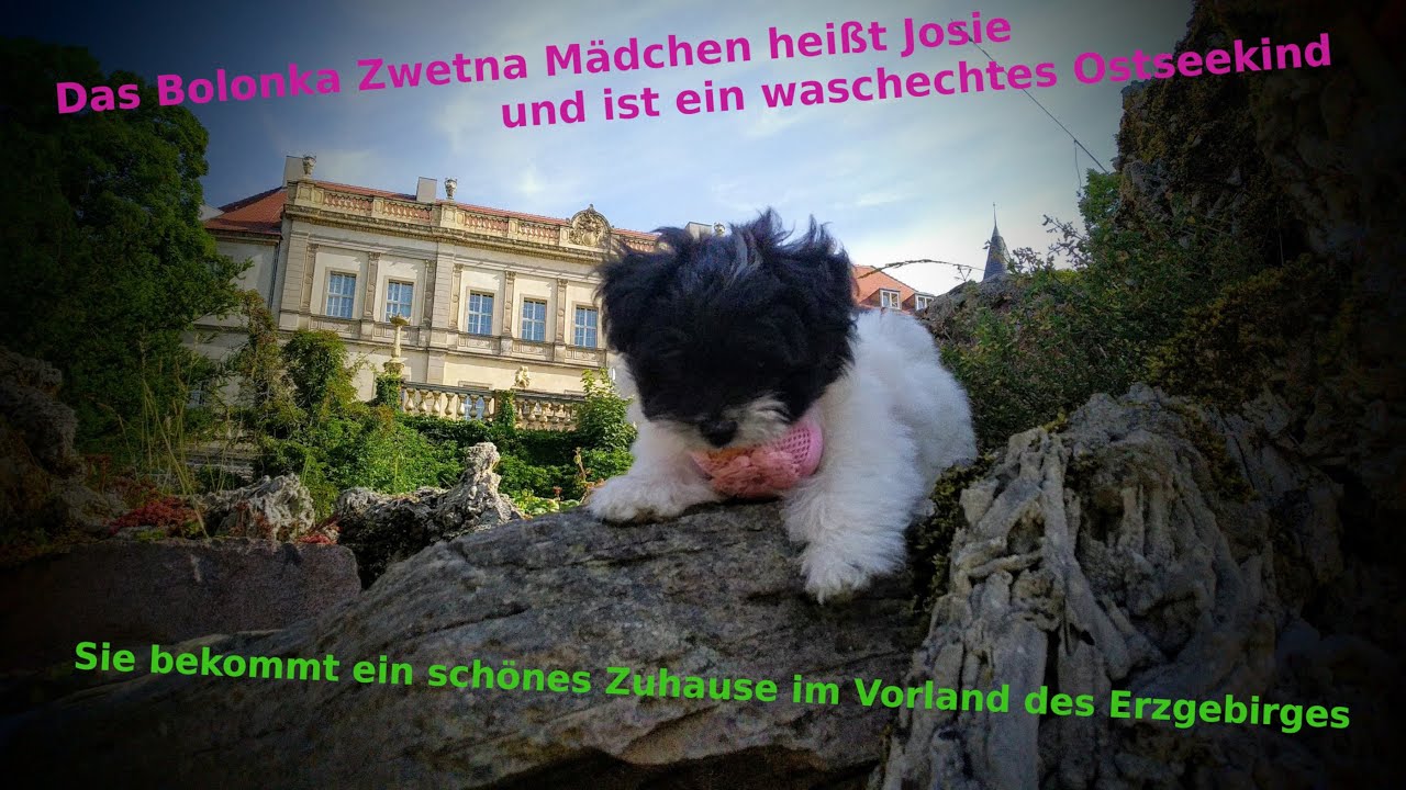 Bolonka Zwetna- Mädchen Josie findet ein neues liebevolles Zuhause.