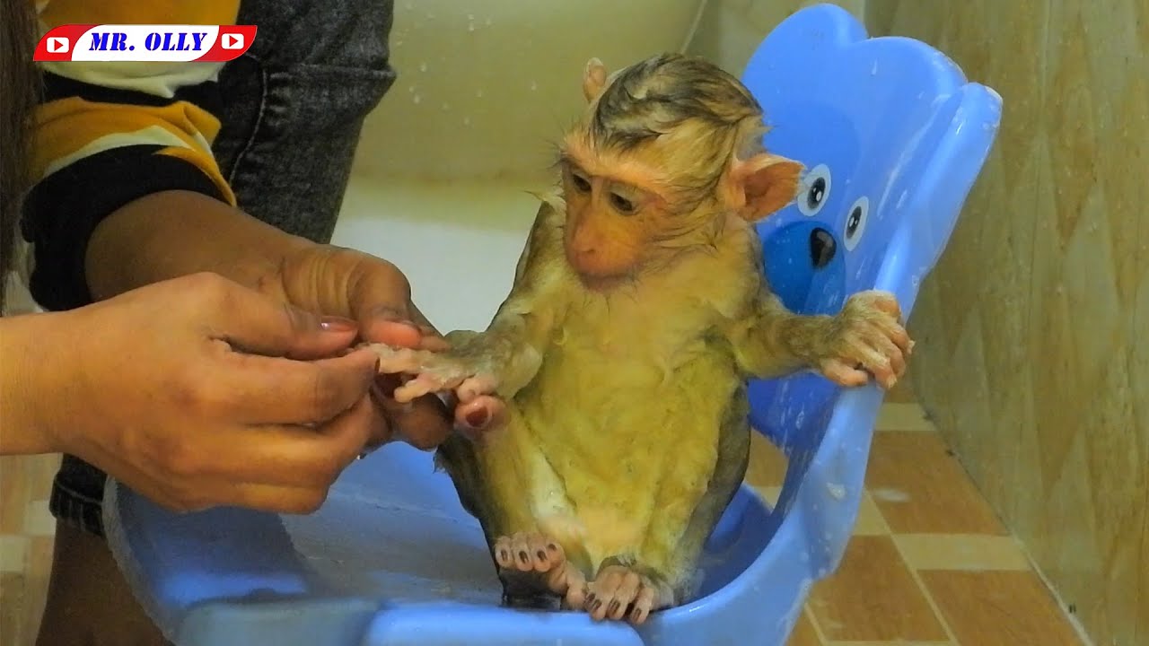 Smart Mr. OLLY Taking Bath On Chair
