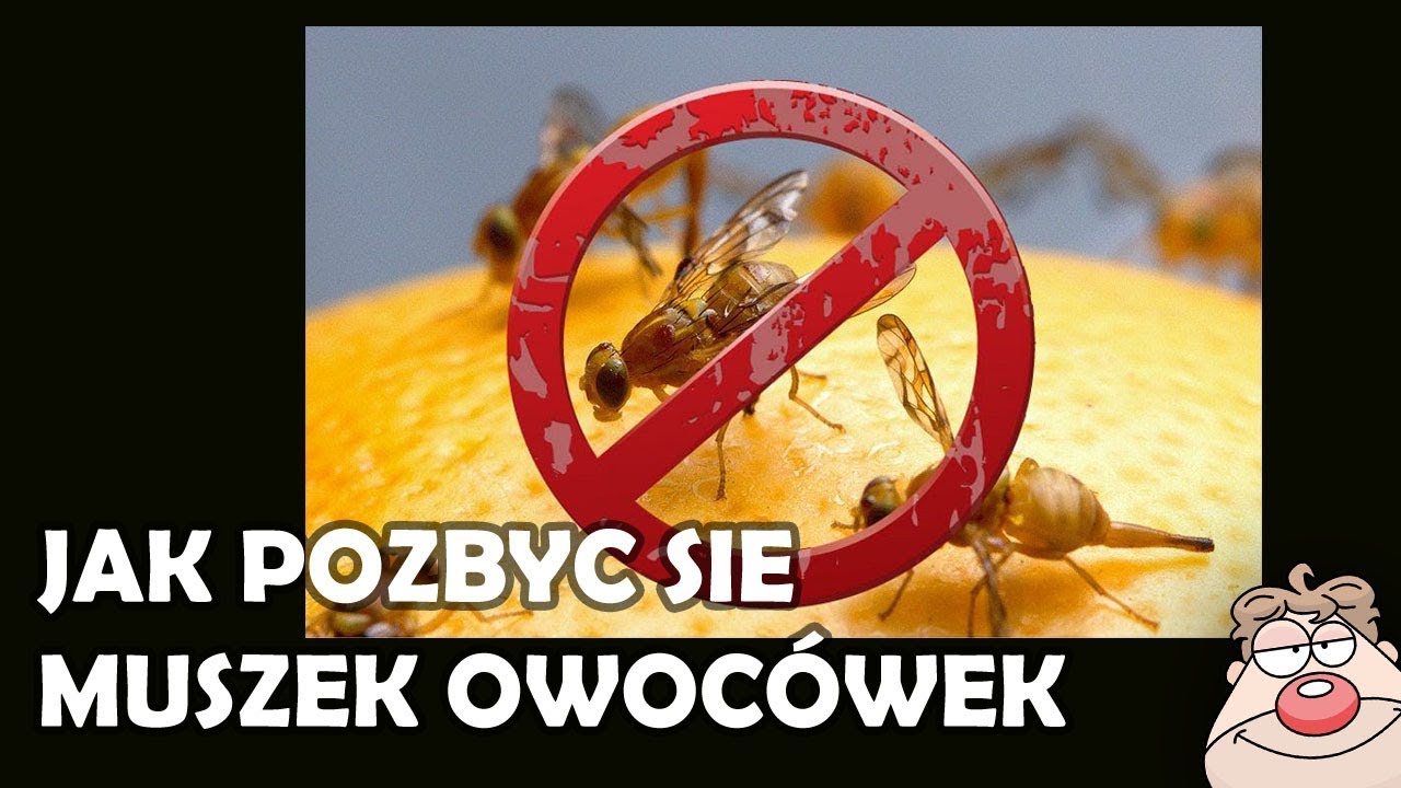Jak pozbyć się muszek owocówek - skuteczny sposób na walkę z nimi! Domowa łapka na muchy.