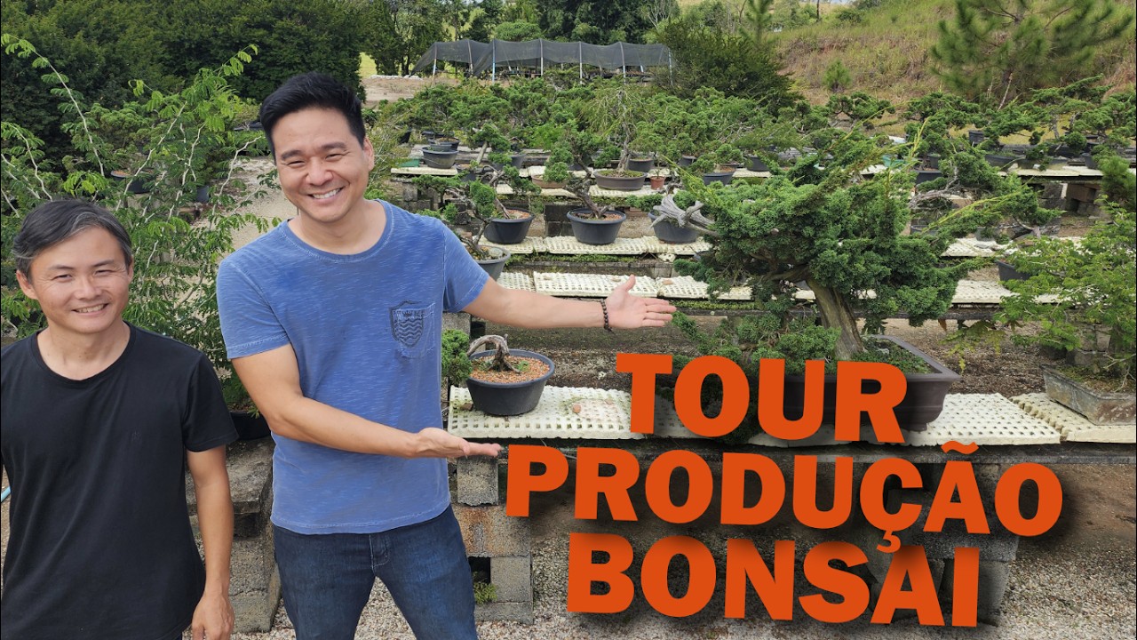 TOUR em uma produção de Bonsai