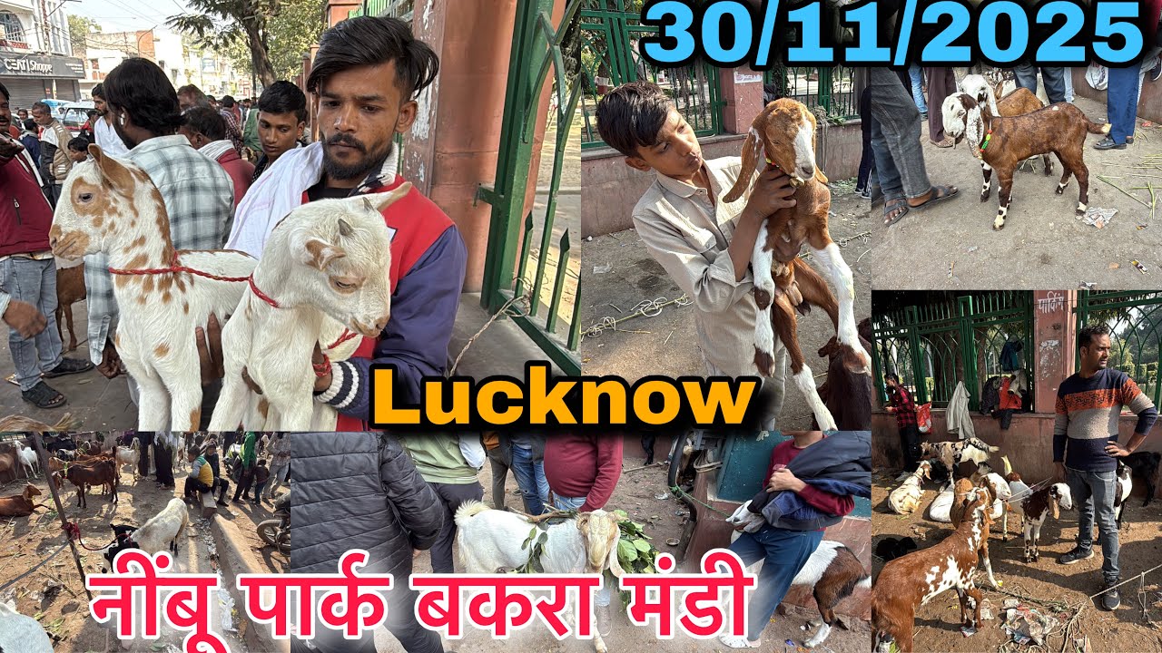 Lucknow नींबू पार्क बकरा मंडी | 30/11/2025 | sunday bakra mandi | nimbu park bakra mandi| mandi rate