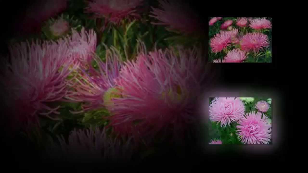 Август - астры, август - звезды...