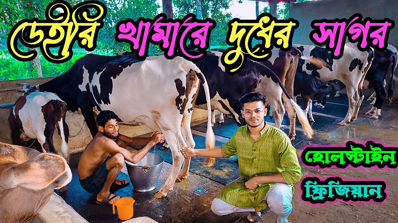 হোলস্টাইন ফ্রিজিয়ান গাভী দিয়ে ডেইরি ফার্ম করে সফল দুই বন্ধু | এন. আর. ডেইরি ফার্ম | Dairy farm bd