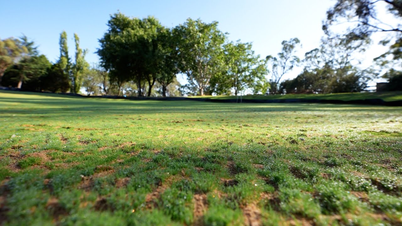Участок поля для гольфа Bentgrass становится густым на 7-й день!! // Первое внесение жидких удобр...