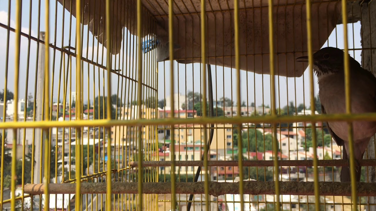 Mirlo Primavera, el pájaro melómano cantando en CDMX