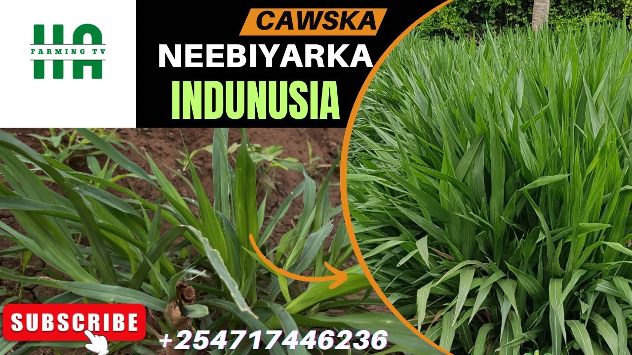 УМНЫЙ ТЕСТ НАПЬЕРА В ИНДОНЕЗИИ