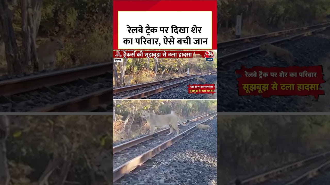 रेलवे ट्रैक पर दिखा शेर का परिवार, ऐसे बची जान  #shorts #viral #latest #aajtakdigital