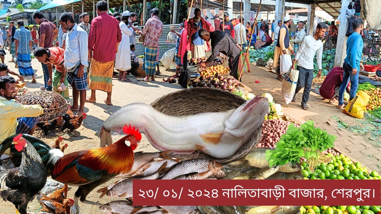 কনকনে শীতেও জমজমাট হাঁস মুরগির হাট। দামও কম। Village Market In Today। নালিতাবাড়ী বাজার, শেরপুর ২০২৪