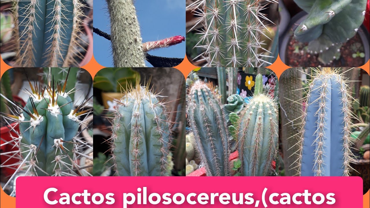 Cactos Colunares: Pilosocereus/ Mais de Dez Variedades, Cactos Top!!!
