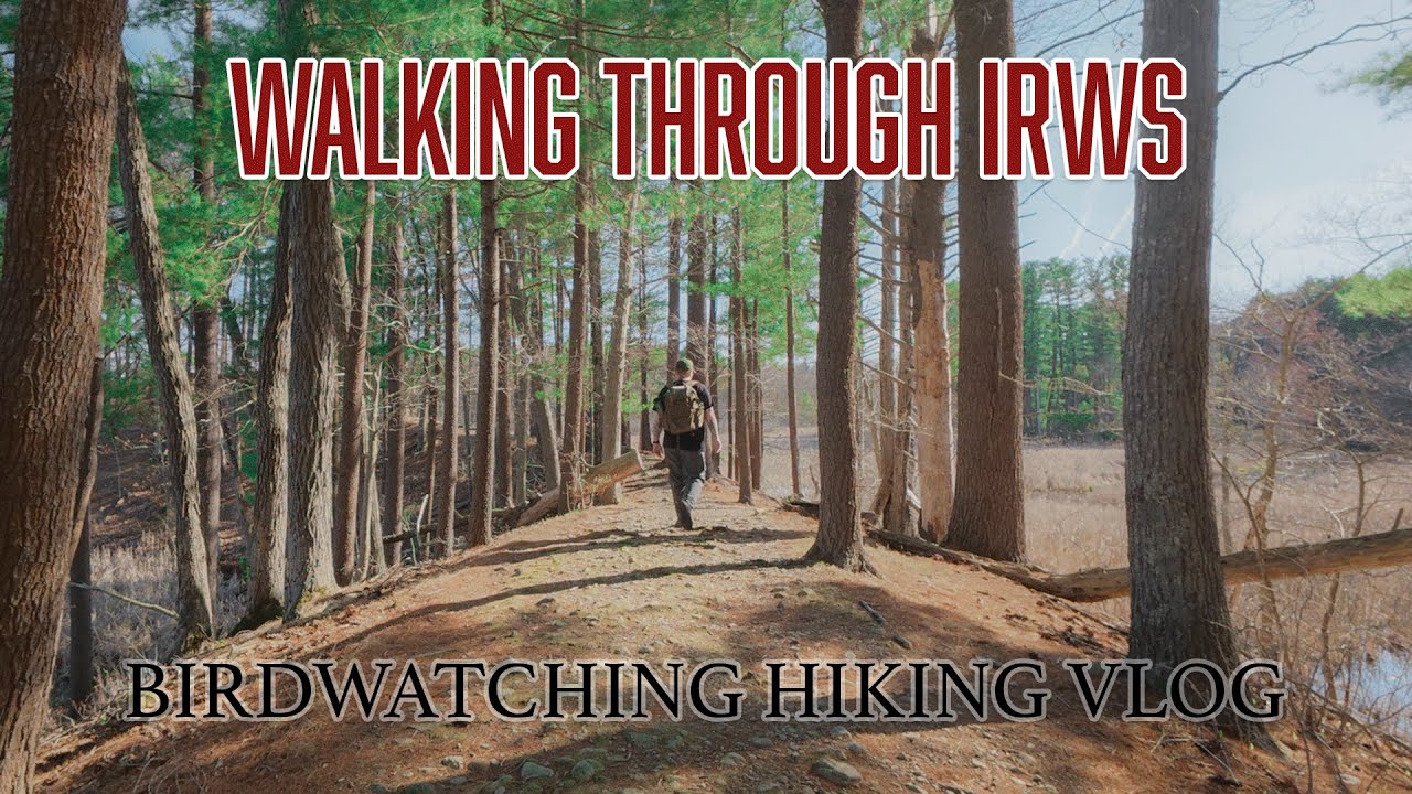 Birdwatching at Ipswich River | Wildlife Photography VLOG