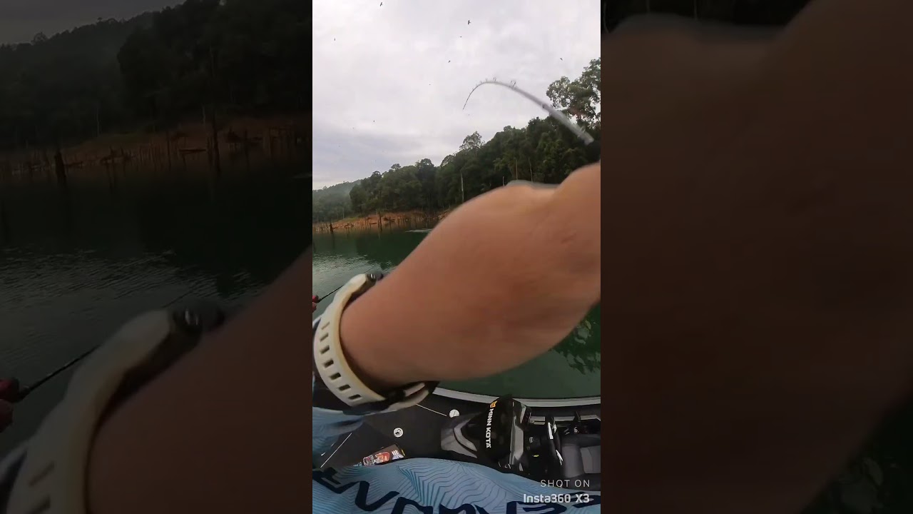 Giant snakehead top water attack! 