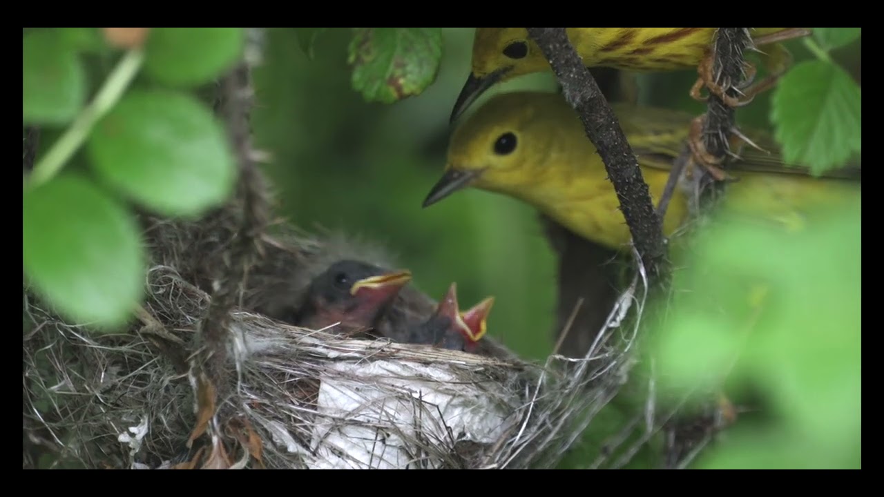 la Famille Paruline jaune   HD 1080p