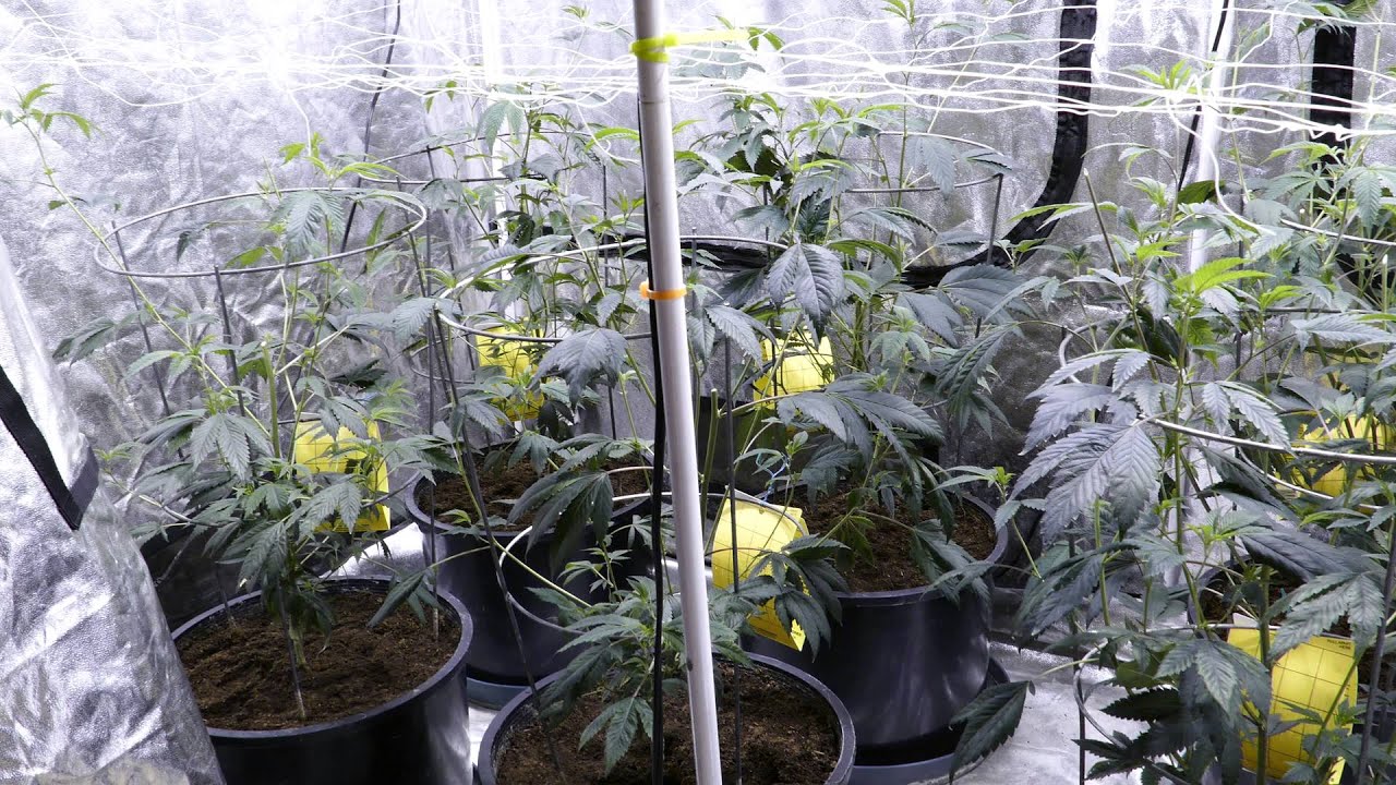 The Red Headed Step-Child SFVOG Grow - Pre-Bloom Prep (4KUHD)