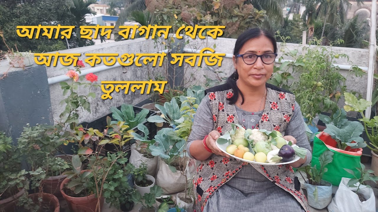 আমার ছাদ বাগানের কিছু সবজি চাষ। Organic vegitables cultivation ll