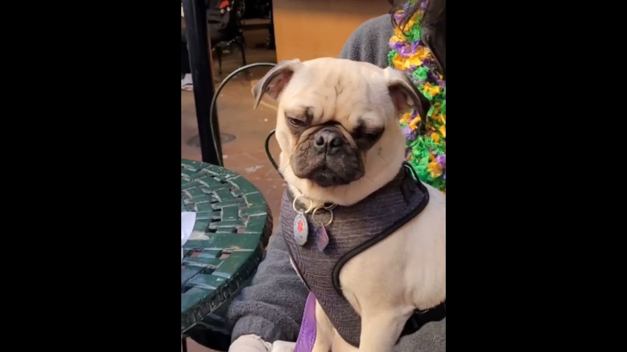 Getha Pug: Part 1