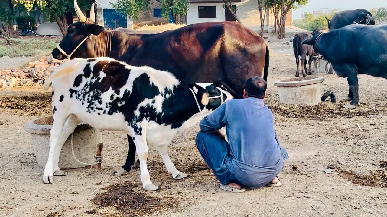 Village Cow Milking ASMR 🐄 | Relaxing Farm Animals Sounds | 