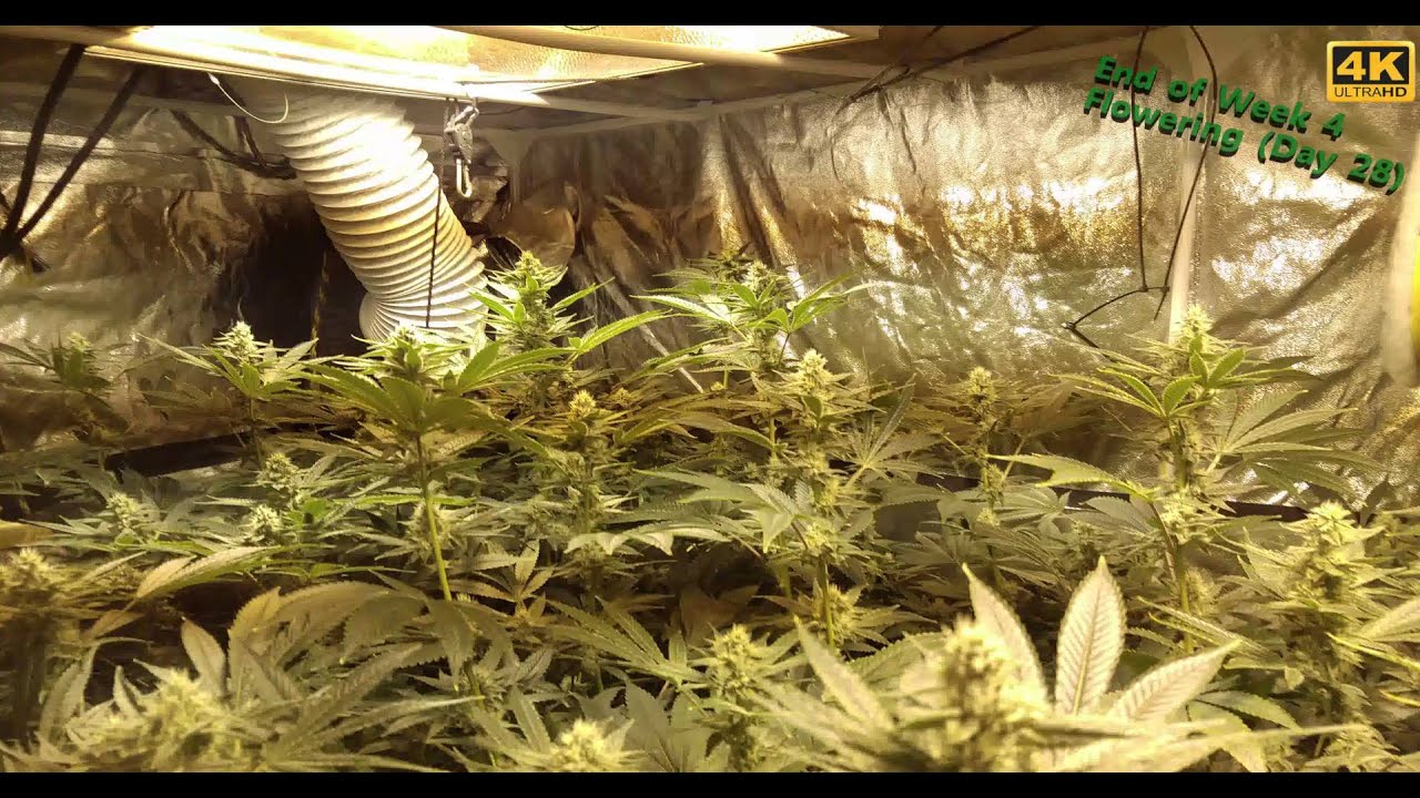 Gorilla Glue #4 Week 4 Flowering