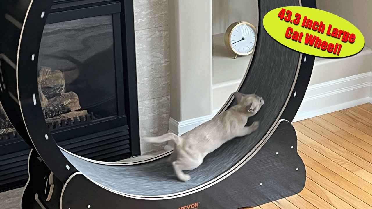 VEVOR Cat Wheel Easy Installation - Great Exerciser for Indoor Cats