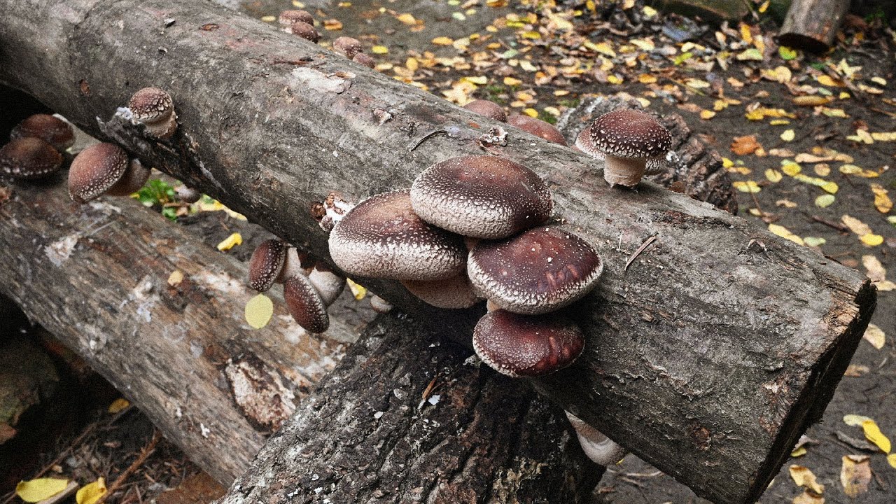 Cultivarea ciupercilor shiitake pe busteni part 3 Shroomareala ep 27A