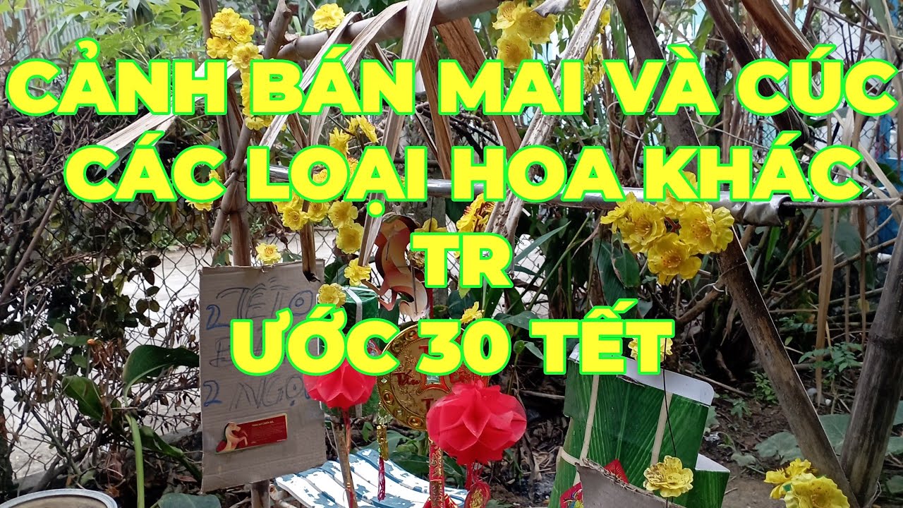 QUANG CẢNH BÁN MAI CÚC VÀ CÁC HOA KHÁC TRƯỚC 30 TẾT Ở TT TP ĐÀ NẴNG HÔM NAY 