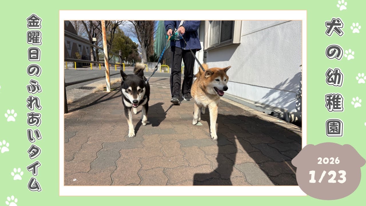 【犬の幼稚園】わんわんようちえん　金曜日のふれあいタイム