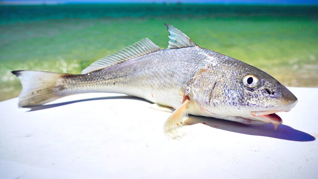 Рыбалка на пляже, чтобы поймать ужин — WHITING Catch & Cook