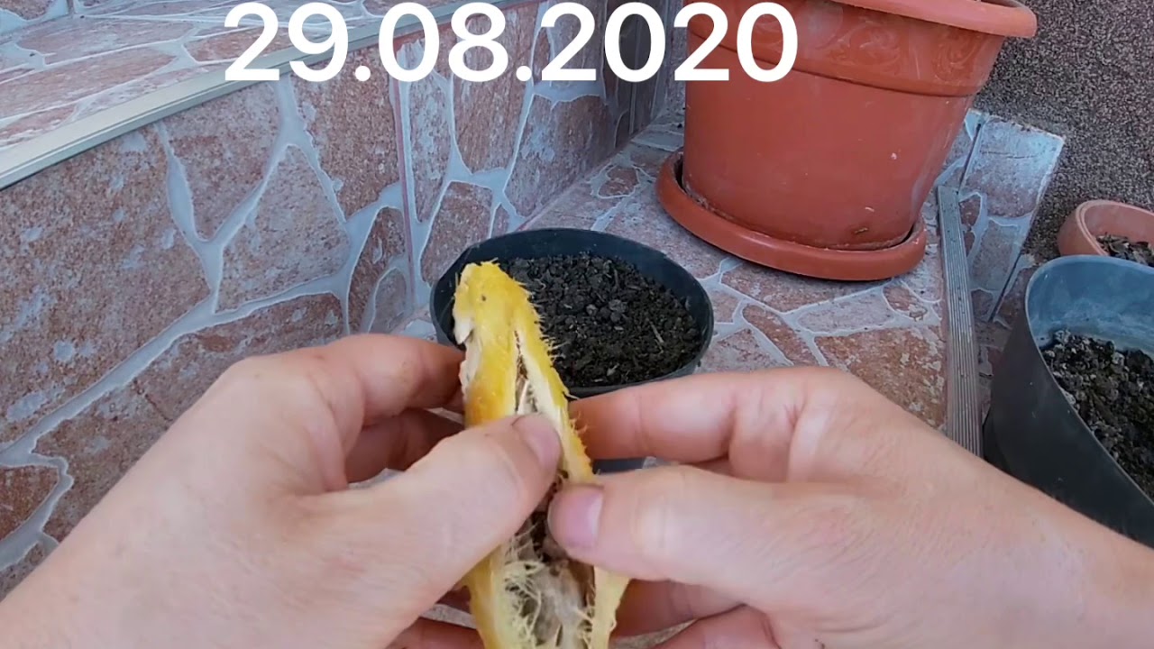 Cum cresti mango din sambure/ growing mango from seed 🥭