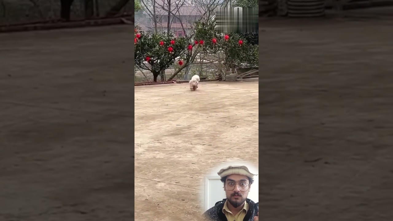 Run 