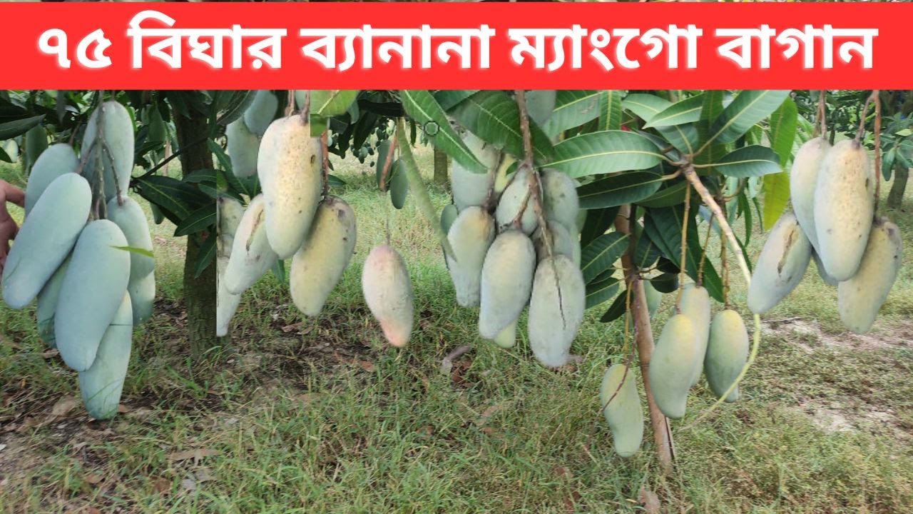 নওগাঁয় ৭৫ বিঘার ব্যানানা ম্যাংগো বাগান ।। 25 Acres Banana Mango Farm