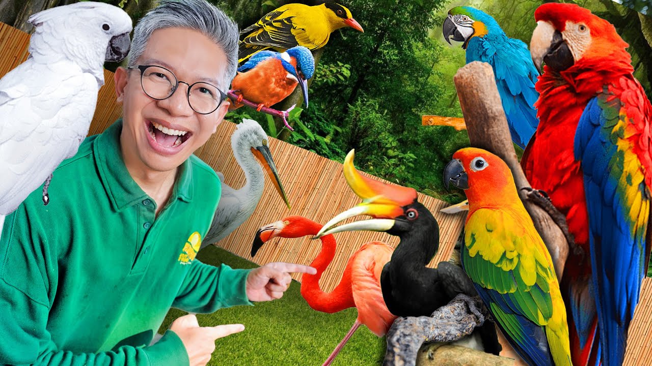 DUNIANYA PECINTA BURUNG DI JAKARTA!!
