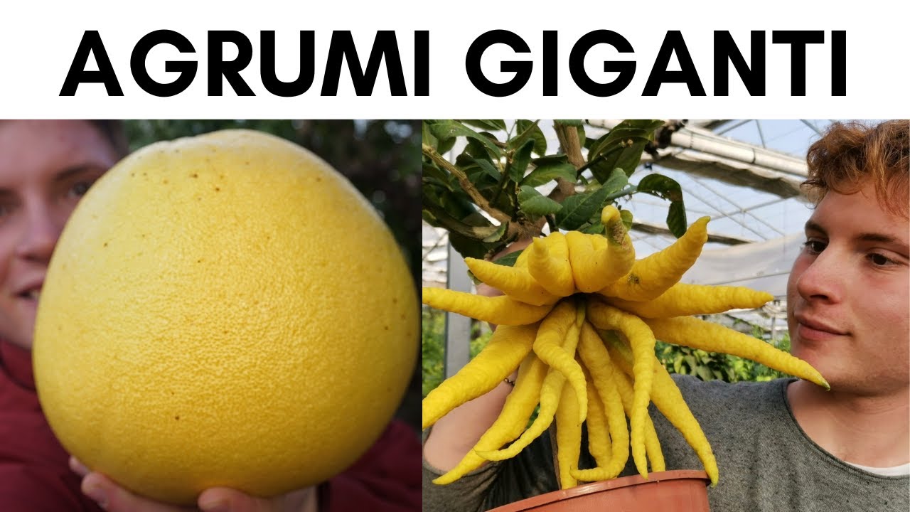 AGRUMI GIGANTI / GIANT CITRUS - AGRUMI LENZI