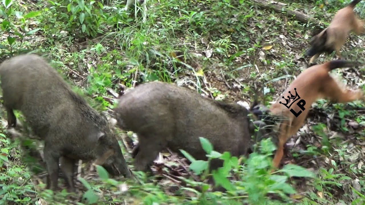 ADU BAGONG‼️ BABI BESAR 1 VS 1 DENGAN SEEKOR ANJING MALINOIS ||  BURUAN GUNUANG RAJO BATIPUAH