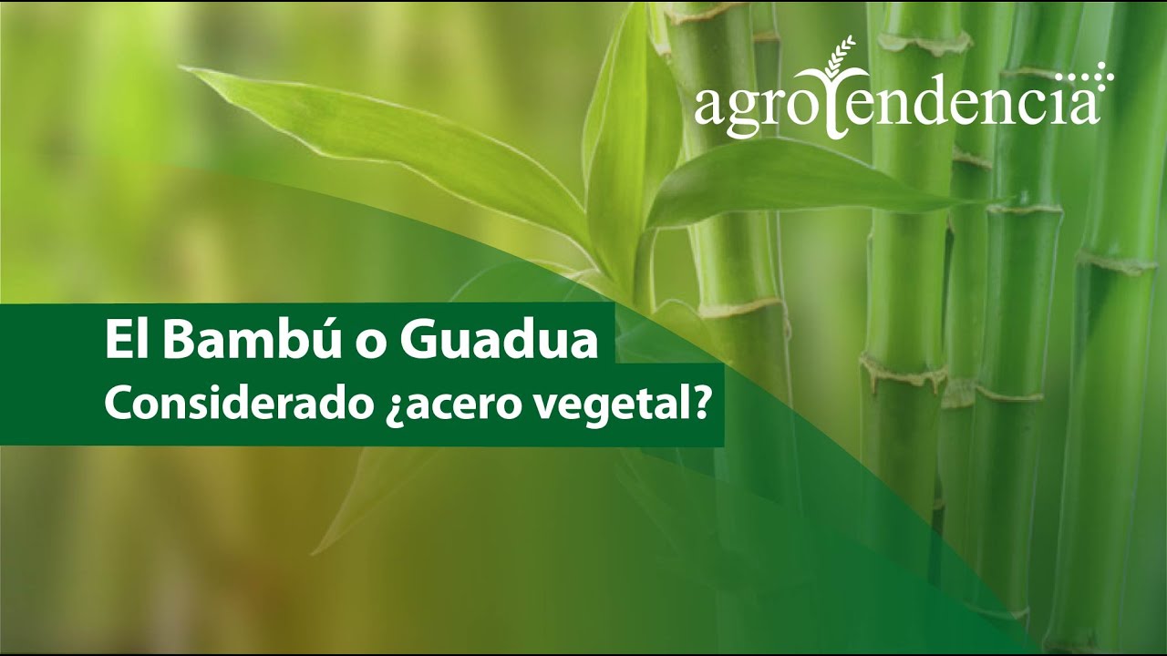 Cultivo de Bambú 🎋 Una de las plantas más versátiles del mundo