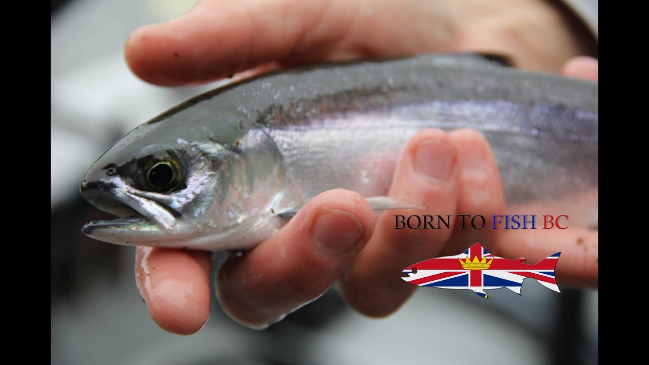 How To Fish - Catch More Kokanee At Alouette Lake BC