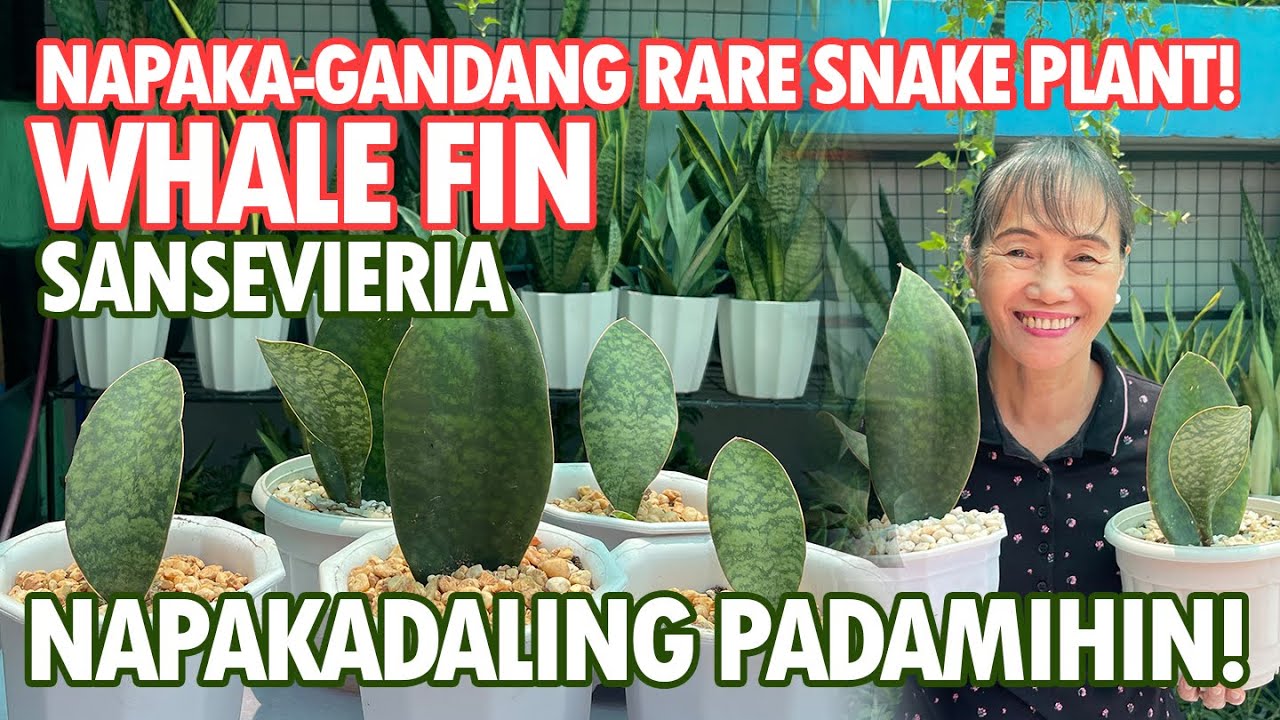 WHALE FIN SANSEVIERIA! NAPAKA-GANDANG RARE SNAKE PLANT! PAANO PADAMIHIN? | Haydee's Garden
