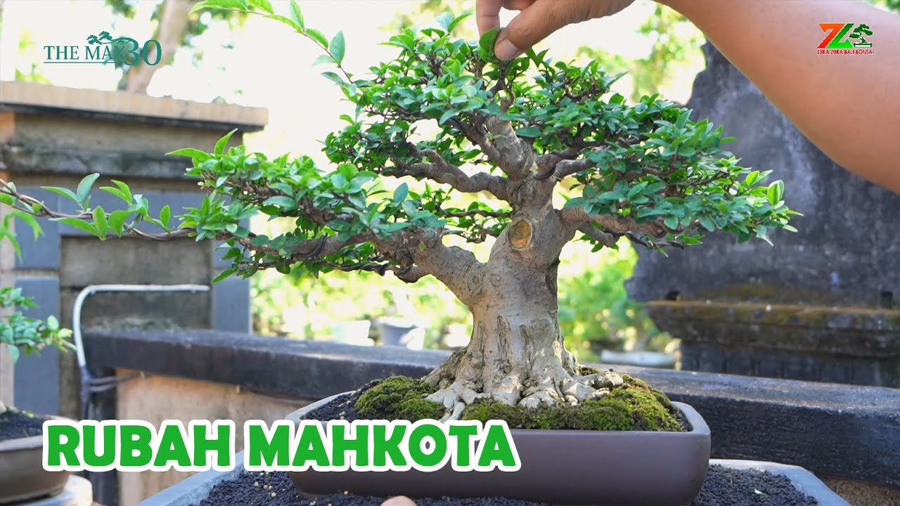 BANYAK YANG MASIH MELAKUKAN INI UNTUK MEMBUAT MAHKOTA BONSAI FORMAL