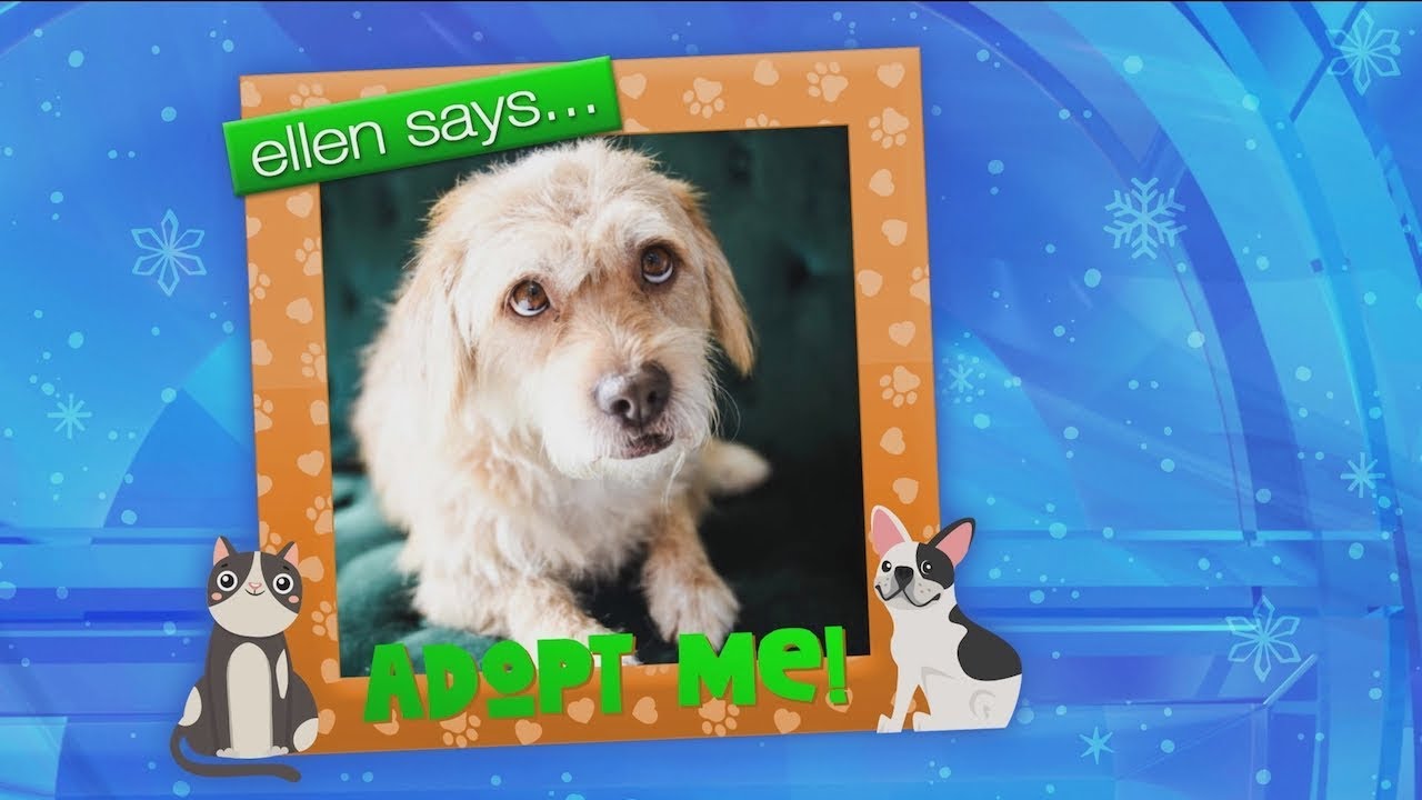 Get Your Paws on These Adoptable Pets!