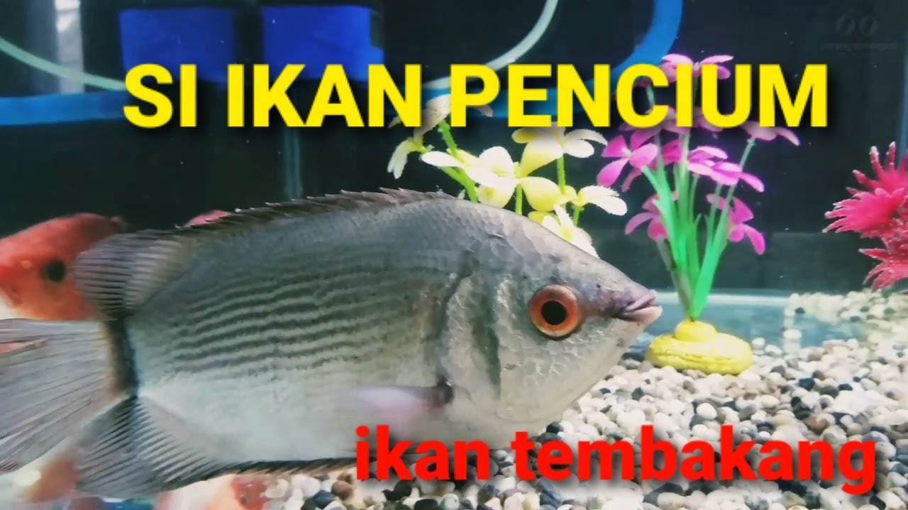 Ikan Tembakang || Ikan Tambakan Sang Pencium