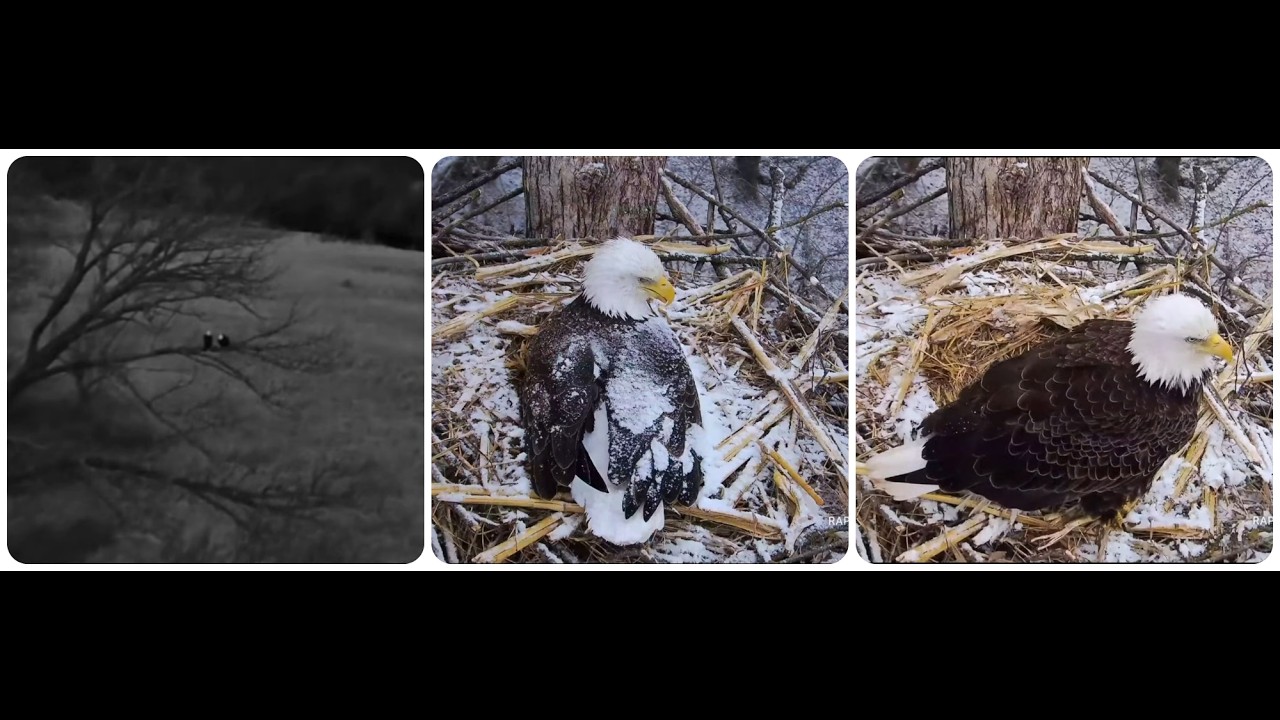 Snowy morning, DNF incubates egg, UM guards nest and egg 11.03.2026 Explore Live Nature Cams