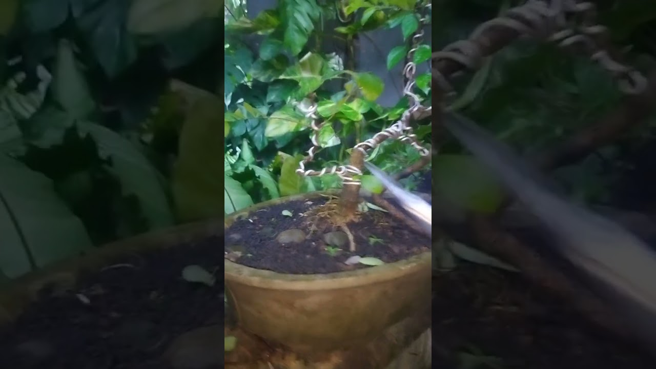 ✂️Hari ini giliran pohon Cherry berproses untuk dijadikan Bonsai🌳✨