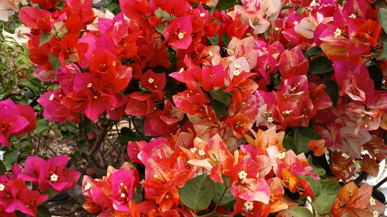 Giao hoa giấy nhiêui giống mới qua mùng 6 gởi đt 0939387479