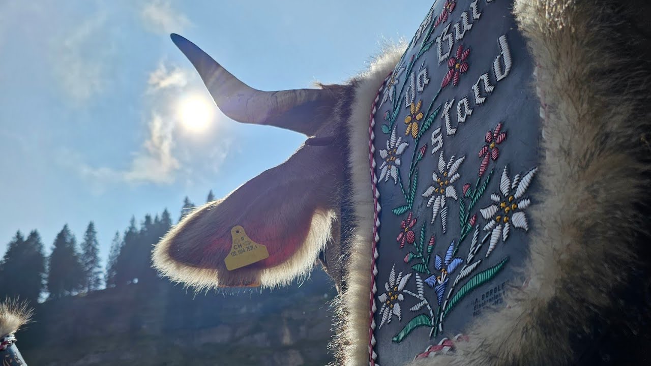 Mettler's Alpabzug 21.09.2024